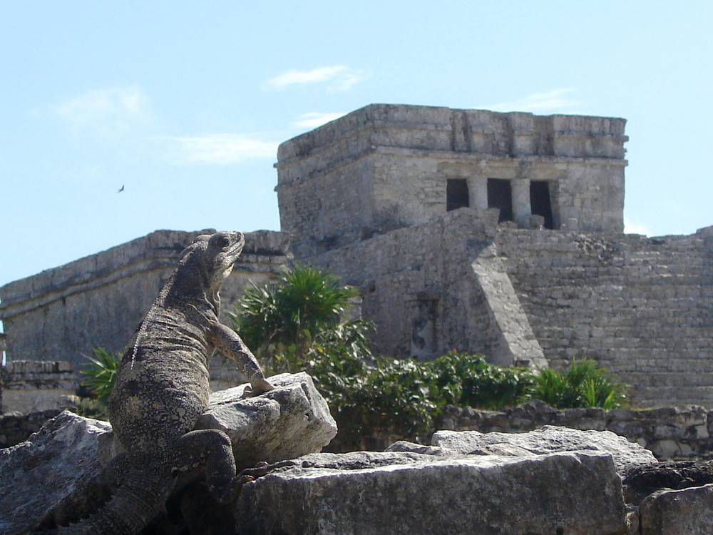 Iguana ...watching the past