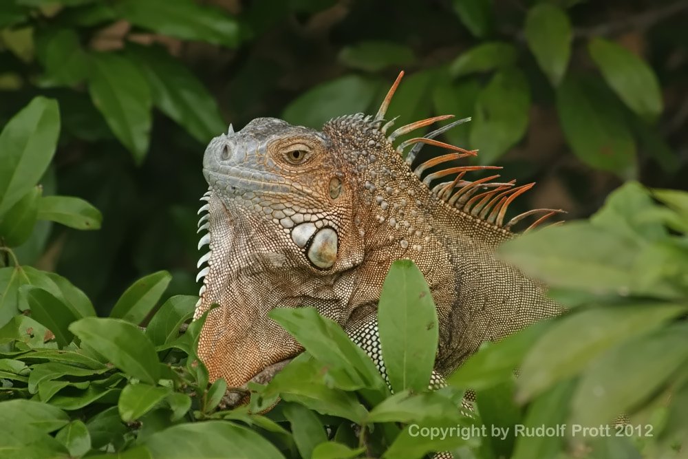 Iguana1