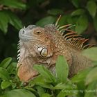 Iguana1