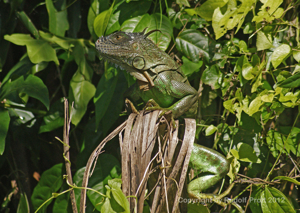 Iguana2