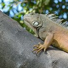 Iguana3