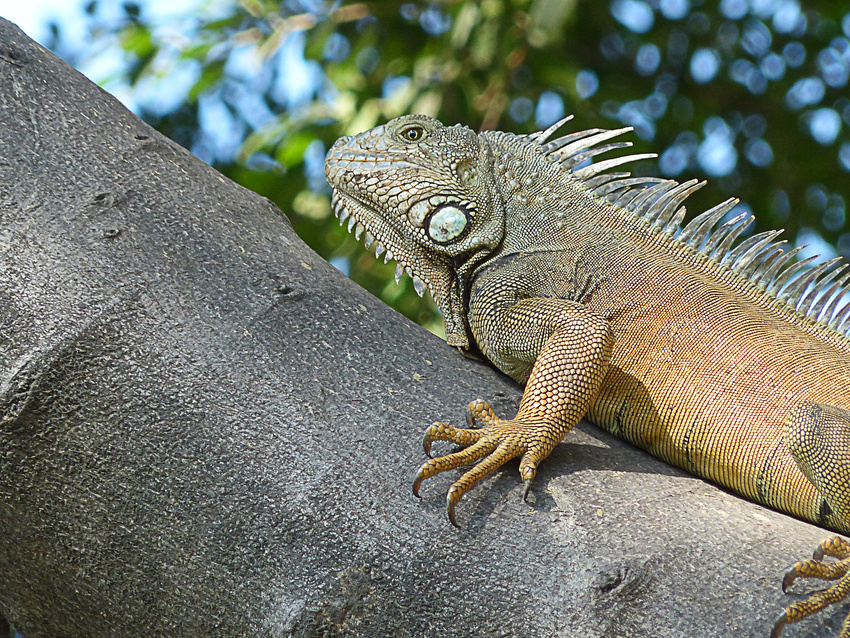 Iguana3