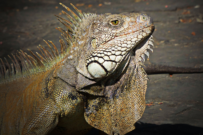 Iguana4