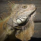 Iguana4