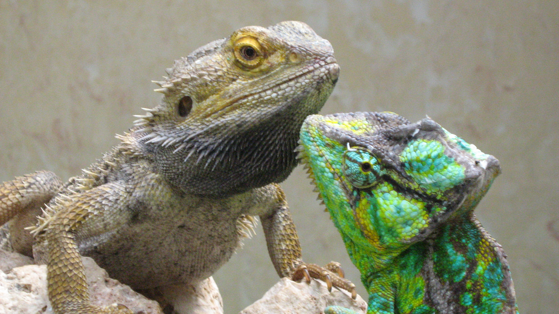 Iguana&camaleonte