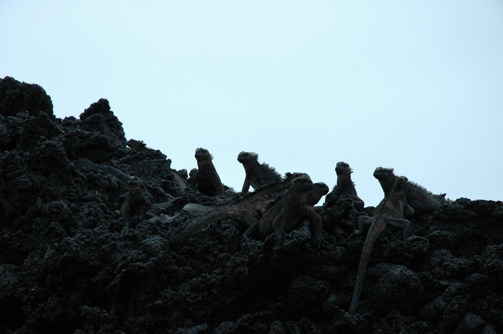 Iguanas auf Galapagos