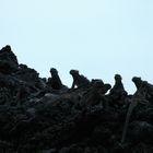 Iguanas auf Galapagos