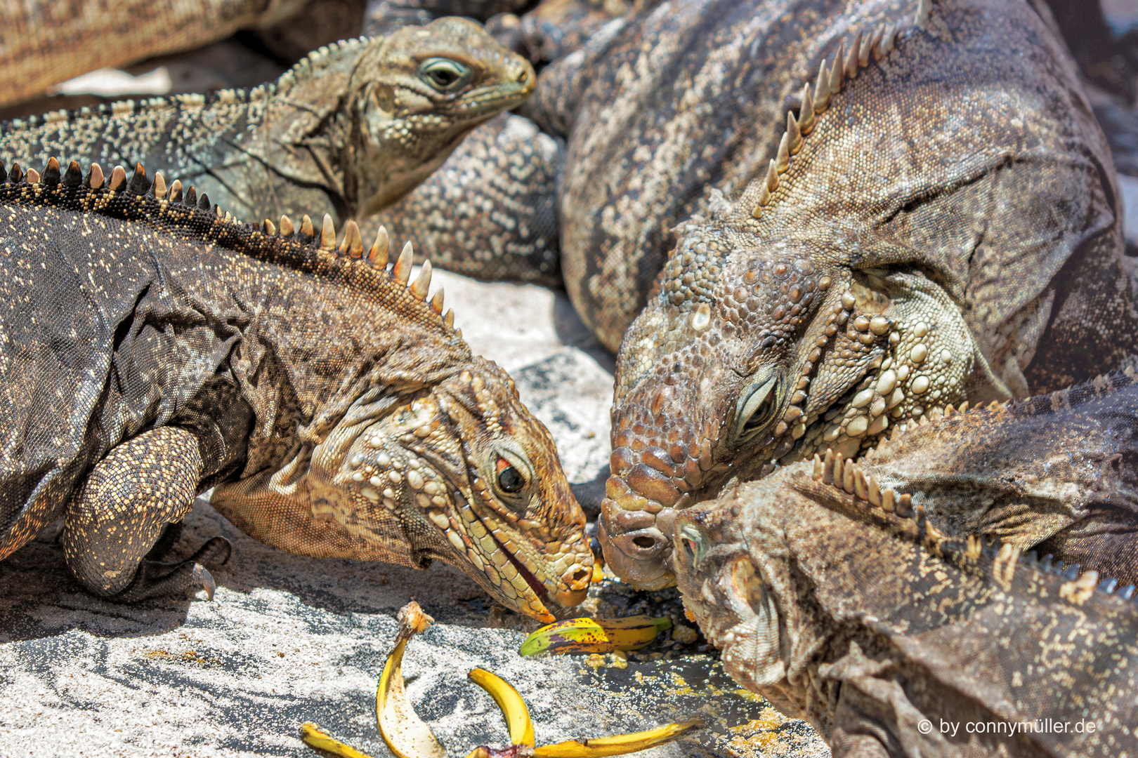 Iguanas En Cuba