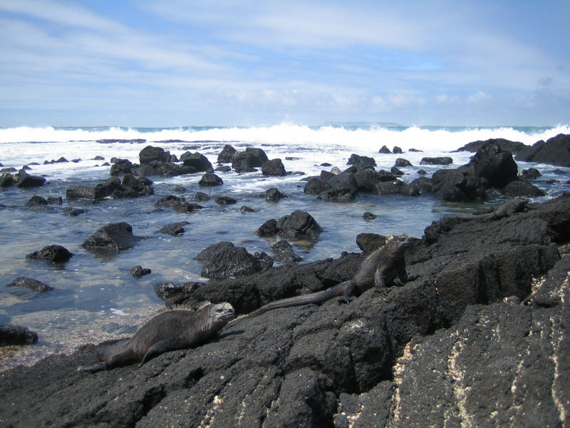 Iguanas, Galapagos Inseln (Ecuador, Juni 2006)