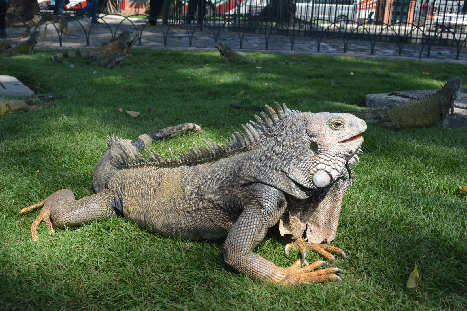 iguanas guayaquil