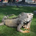 iguanas guayaquil