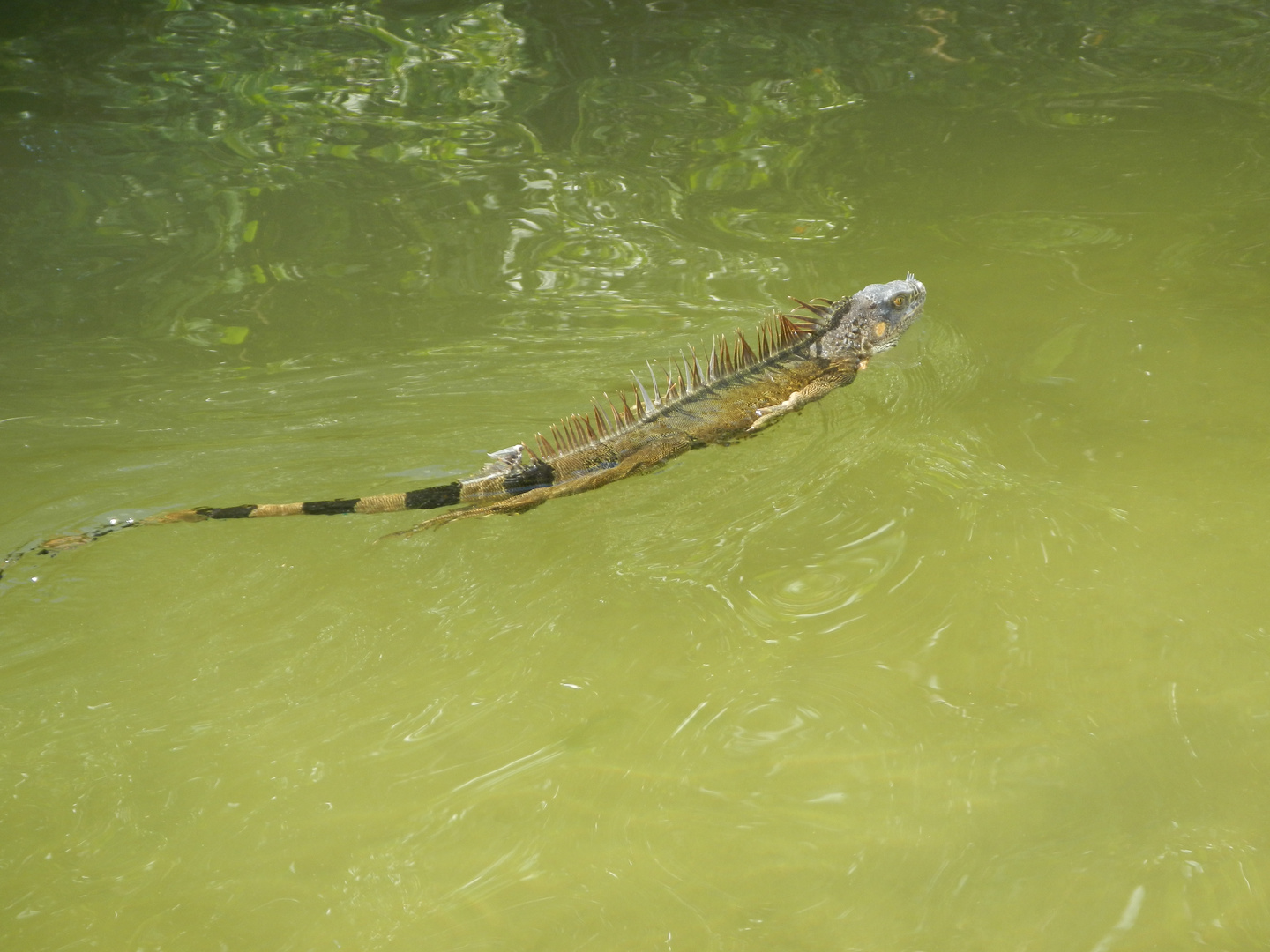 Iguanas in Florida