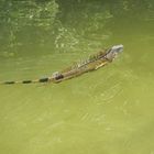 Iguanas in Florida