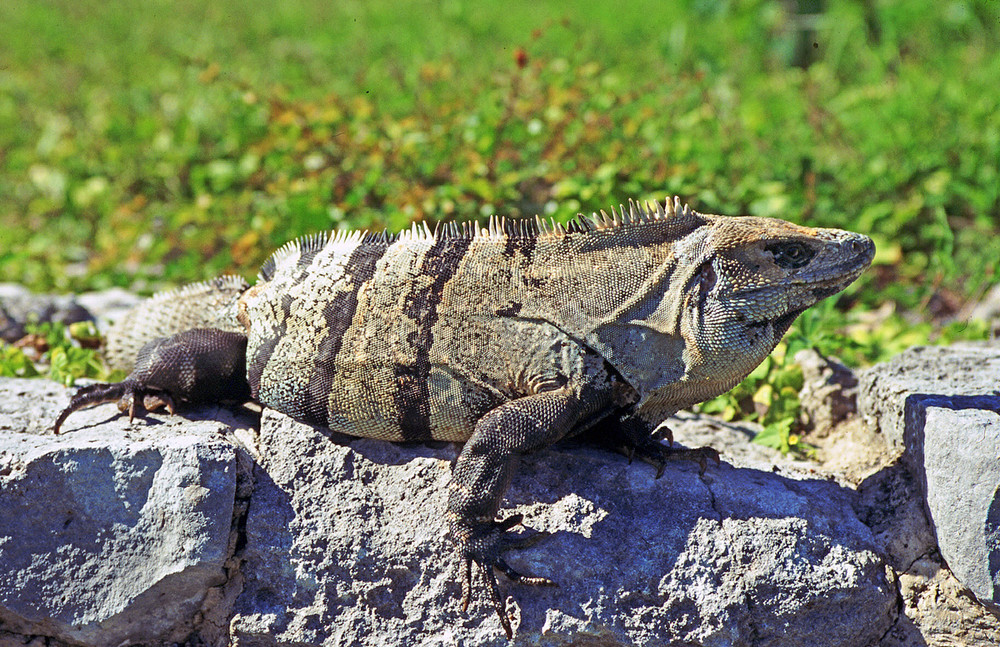 IGUANA...Yucatan 1