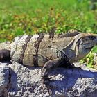 IGUANA...Yucatan 1