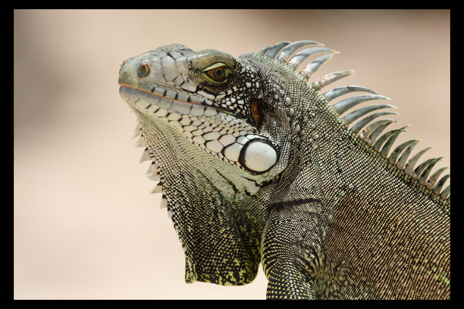 Iguane (2)