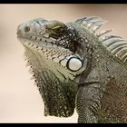 Iguane (2)