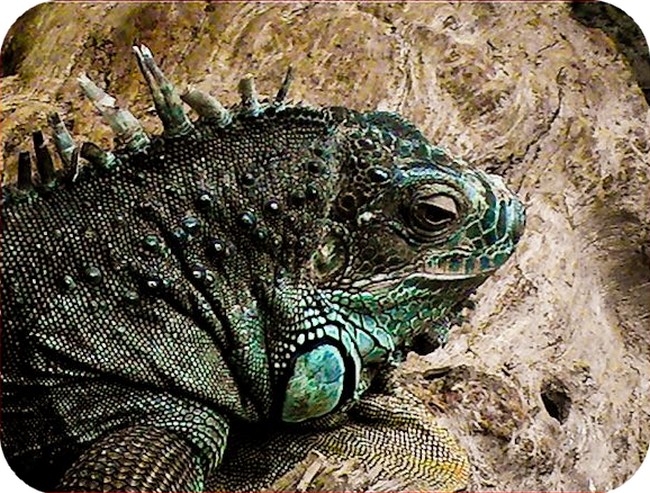 Iguane.