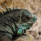 Iguane.