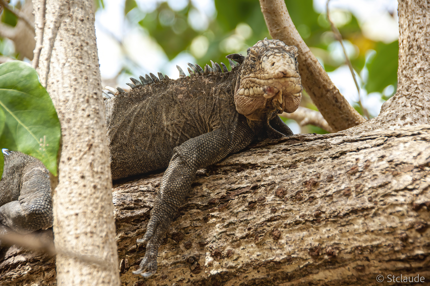 Iguane