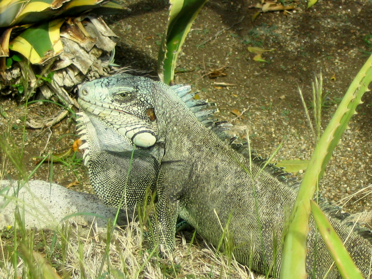 iguane