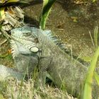 iguane