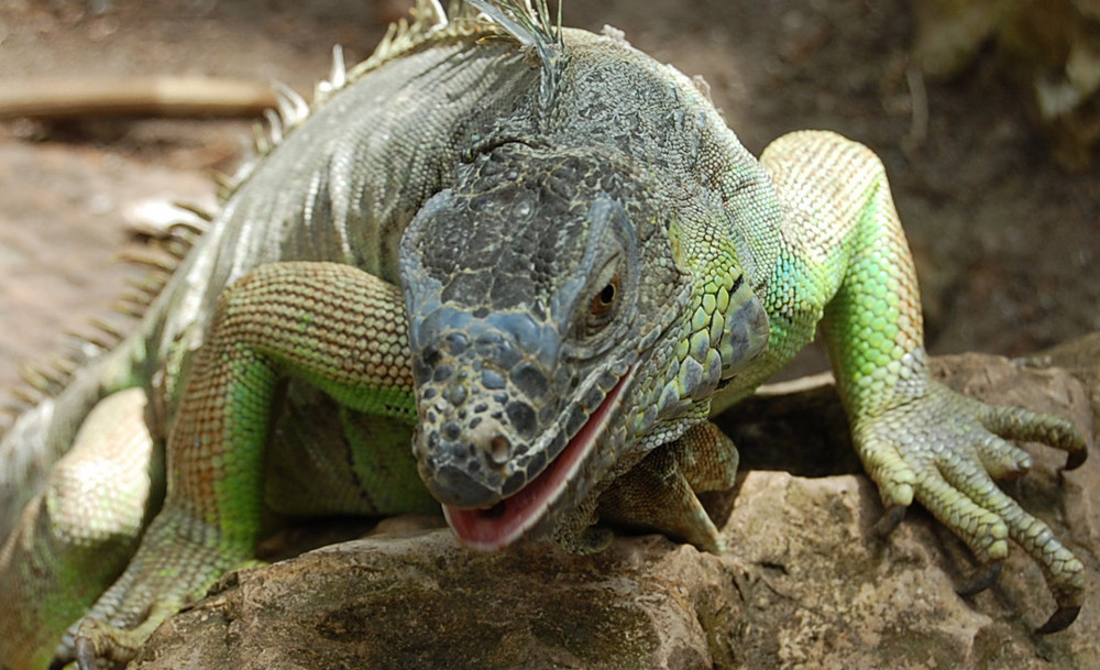 iguane