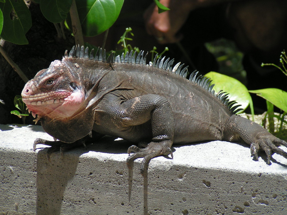 Iguane à Saint Barth.