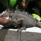 Iguane à Saint Barth.