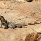 iguane au soleil