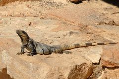 iguane au soleil