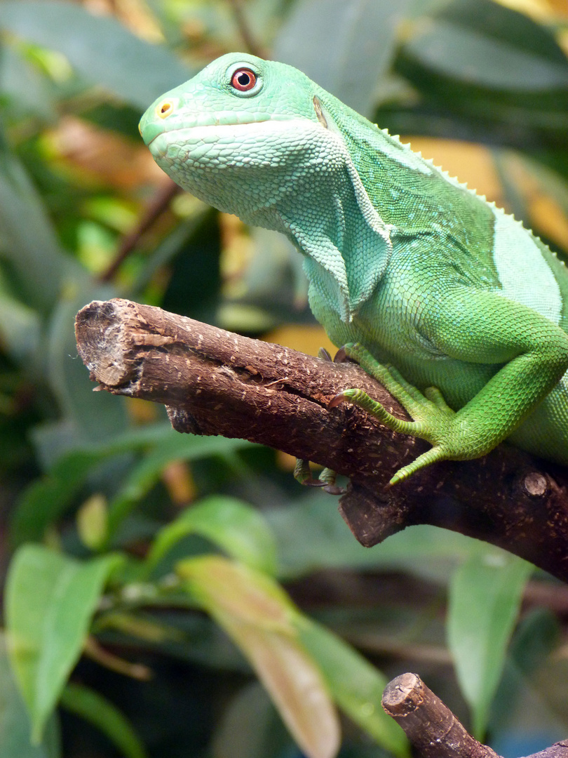 Iguane