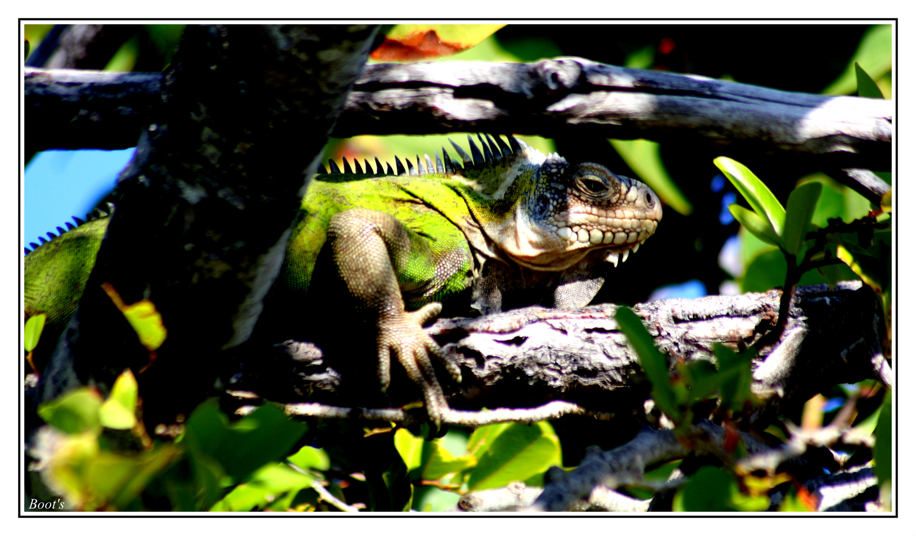 Iguane de Petite Terre