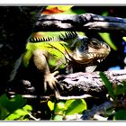 Iguane de Petite Terre