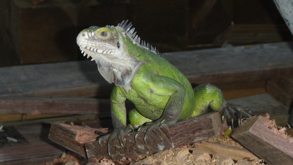 iguane des Caraibe