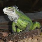 iguane des Caraibe