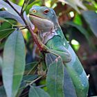 iguane des Fidji