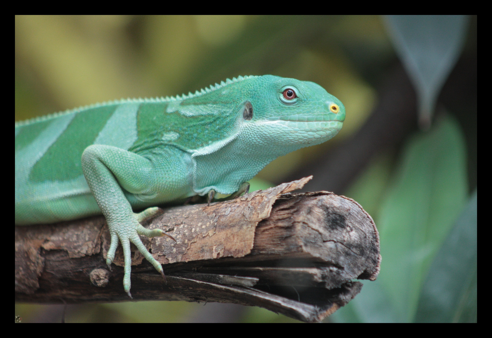 Iguane des Fidji