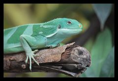 Iguane des Fidji