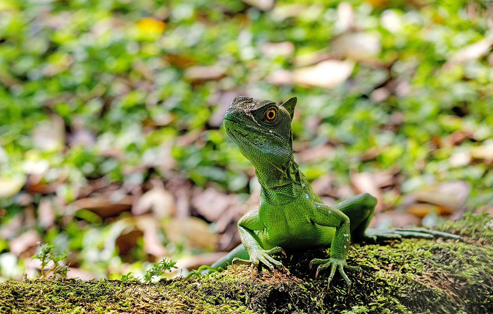 Iguane du Costa Rica...