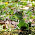 Iguane du Costa Rica...