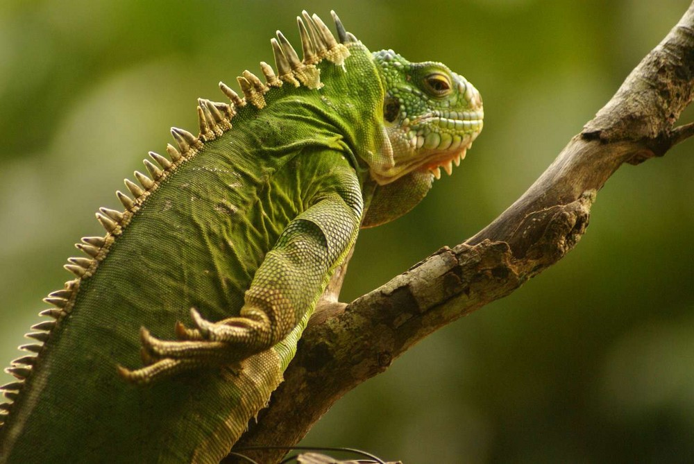 Iguane