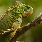 Iguane