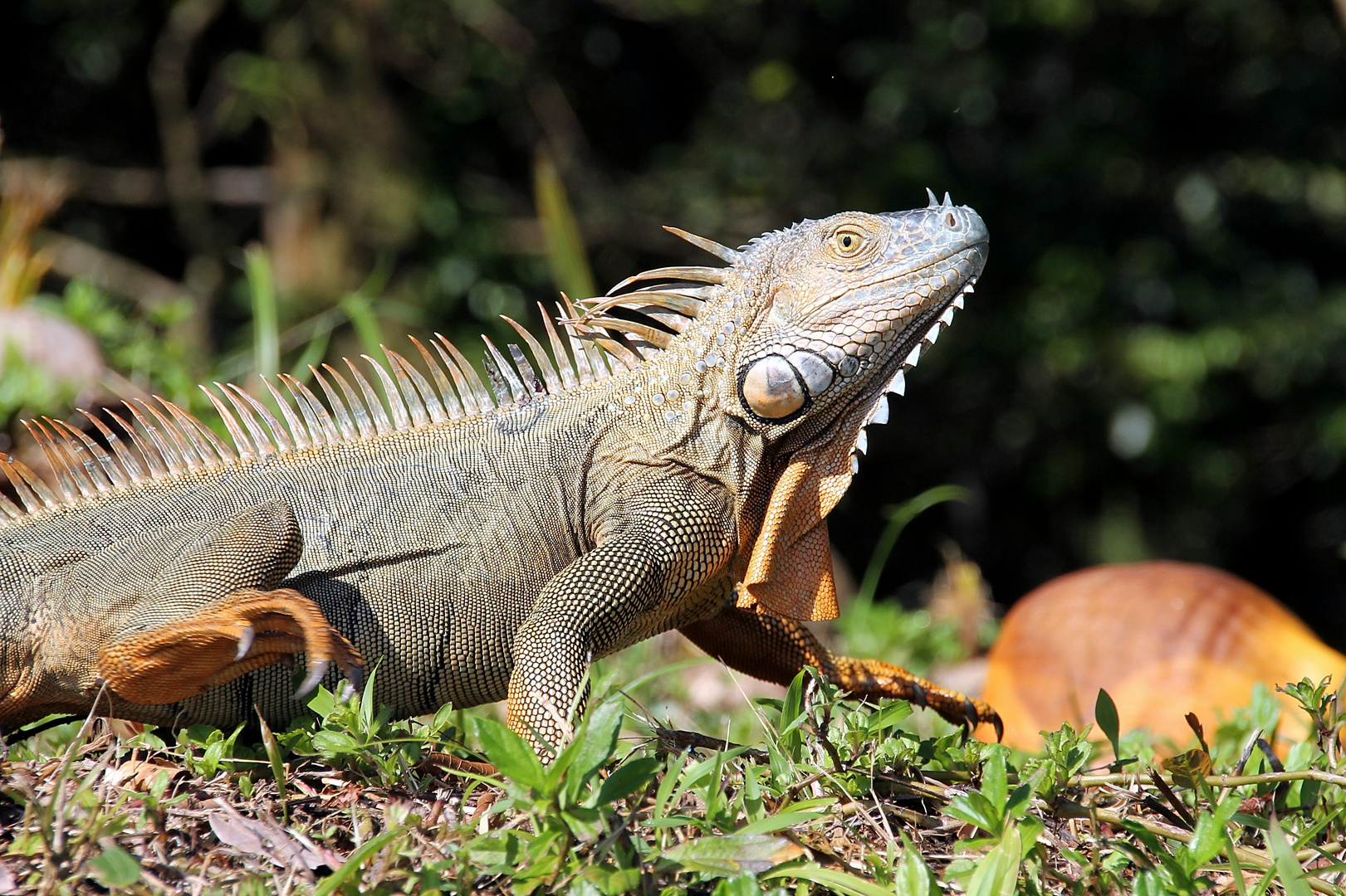 iguane en marche