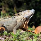 iguane en marche