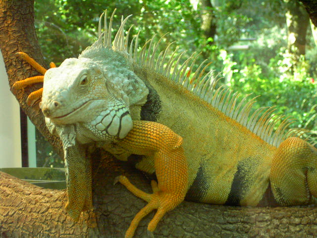 Iguane