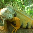 Iguane