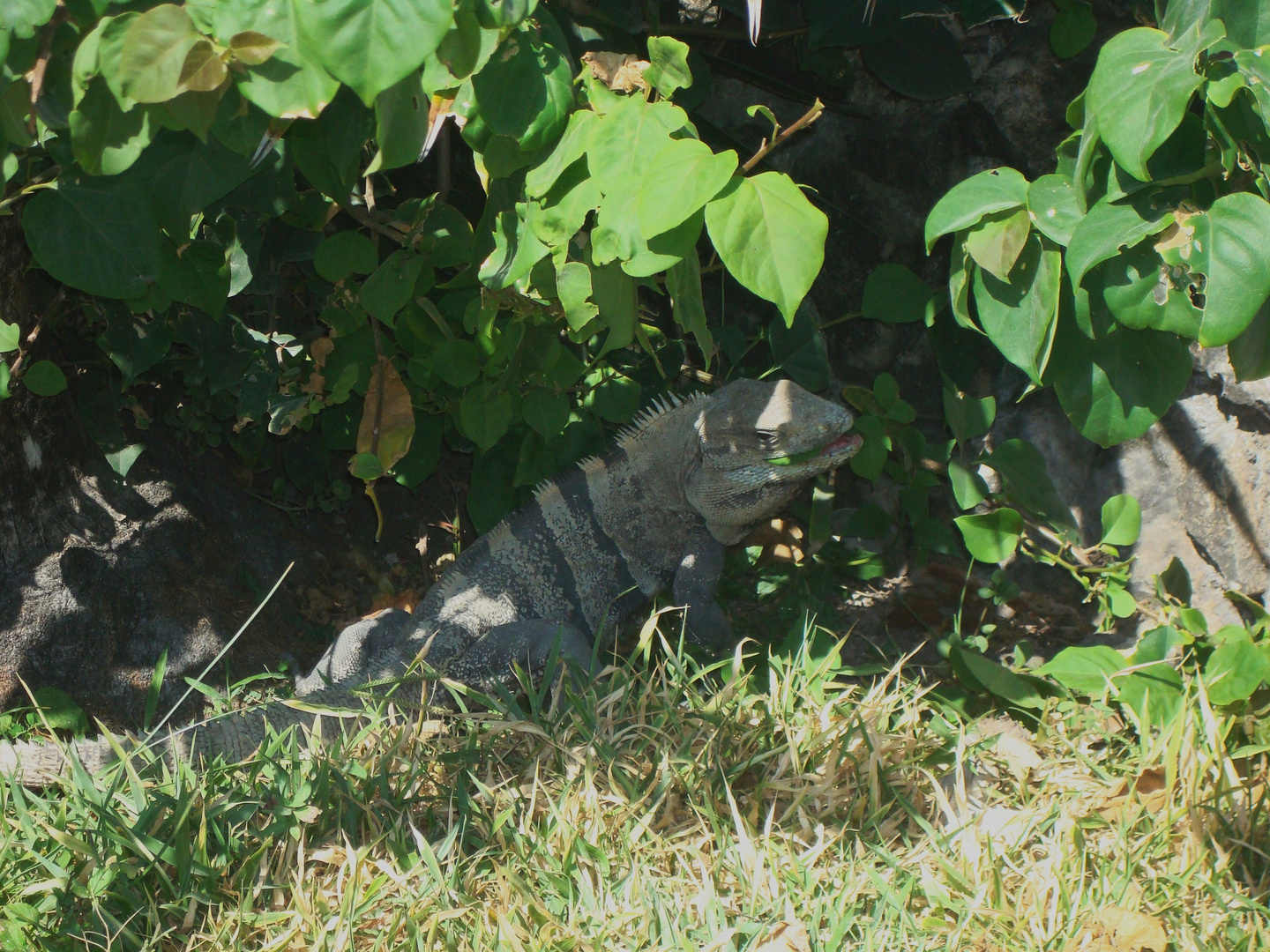 IGUANE