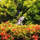 Iguane, Guadeloupe