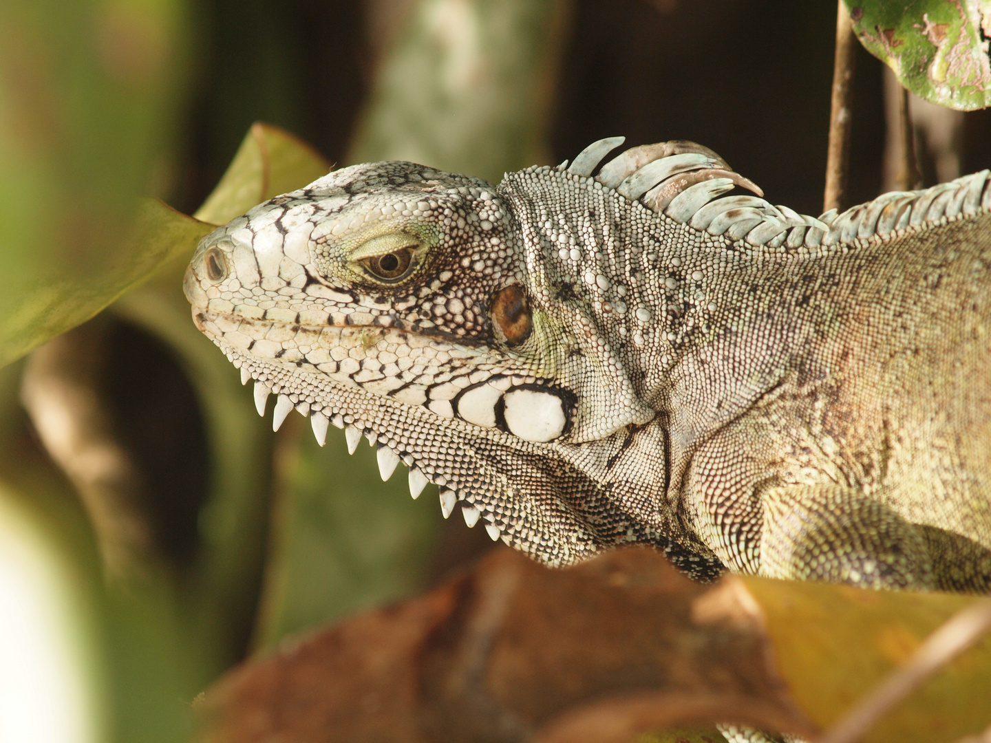 Iguane les iles Saintes Guadeloupe